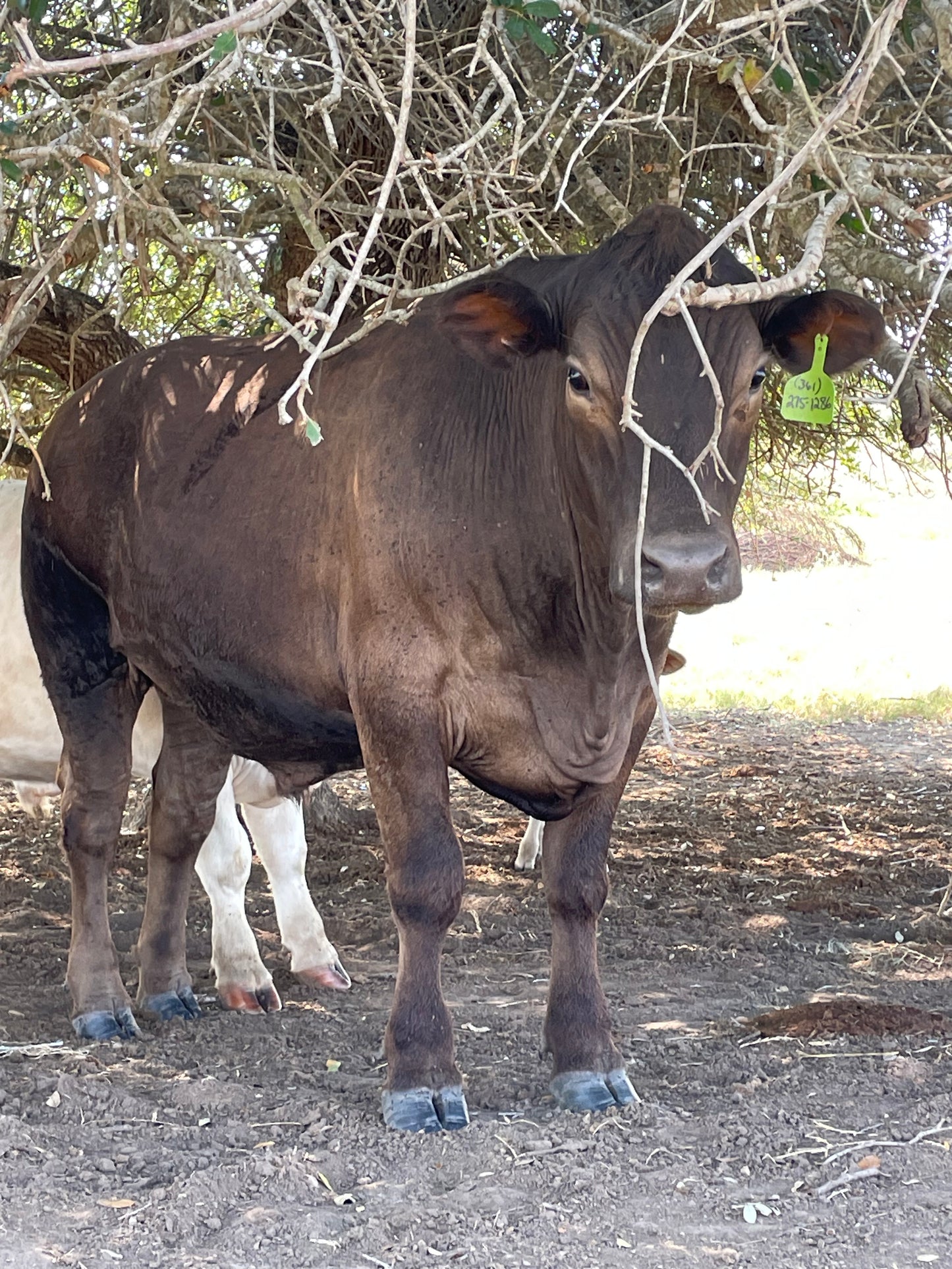 SOLD to repeat customer BEEF 1 Fine Murray Grey Steer