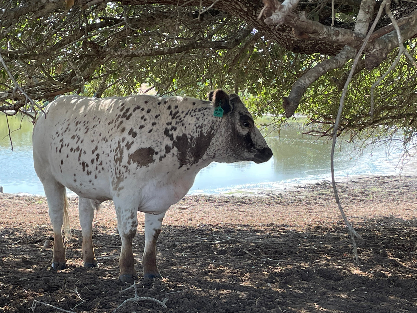 SOLD BEEF Premier 1/2 British White Steer