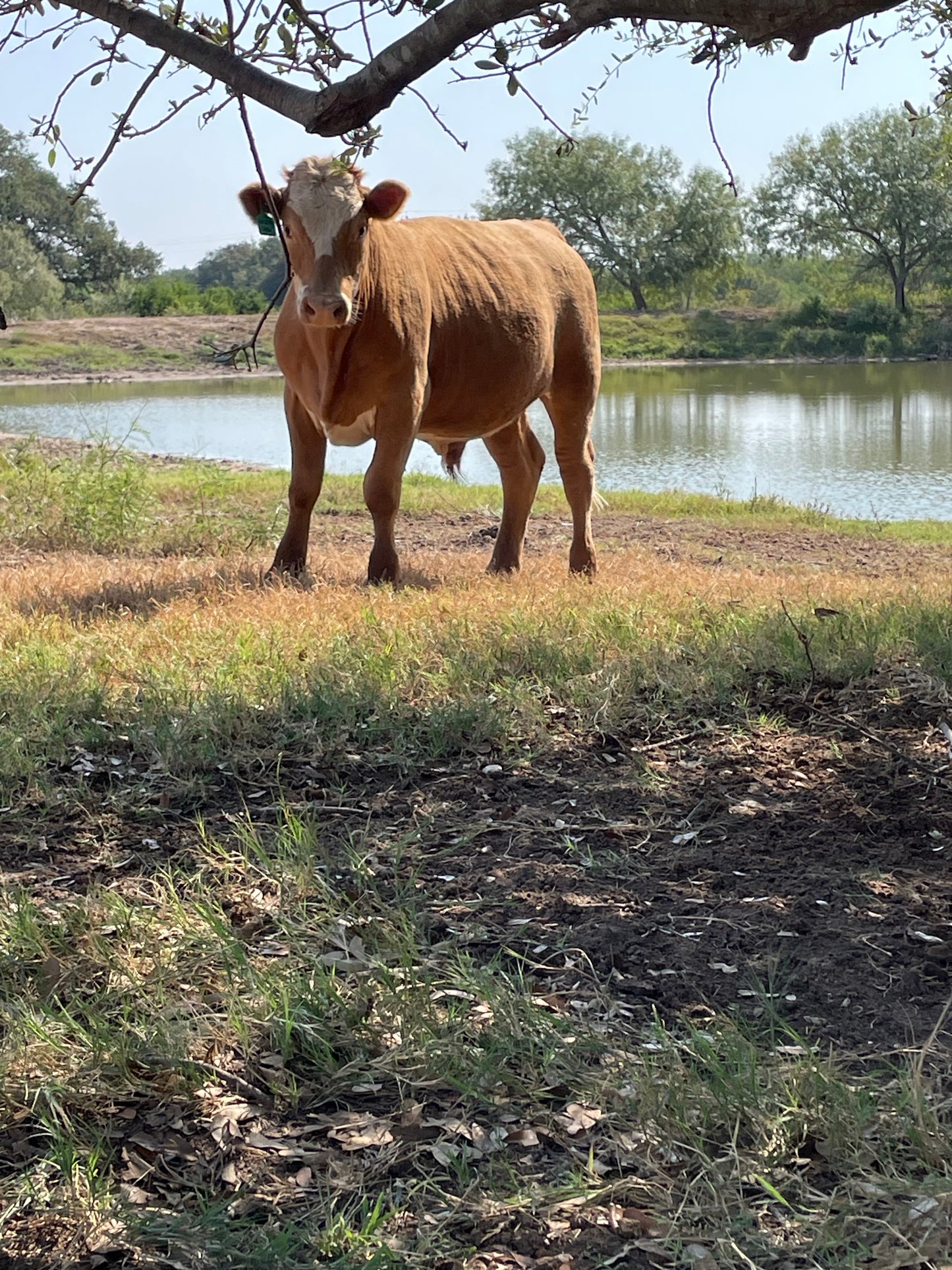 BEEF 1 Whole Premium Red Steer