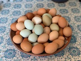 Local Eggs