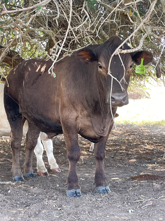 SOLD to repeat customer BEEF 1 Fine Murray Grey Steer