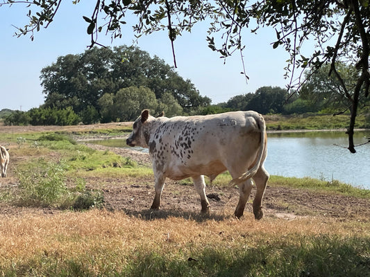 SOLD BEEF Premier 1/2 British White Steer