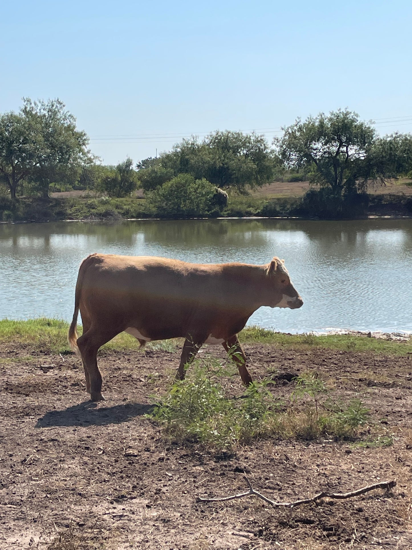 BEEF 1 Whole Premium Red Steer