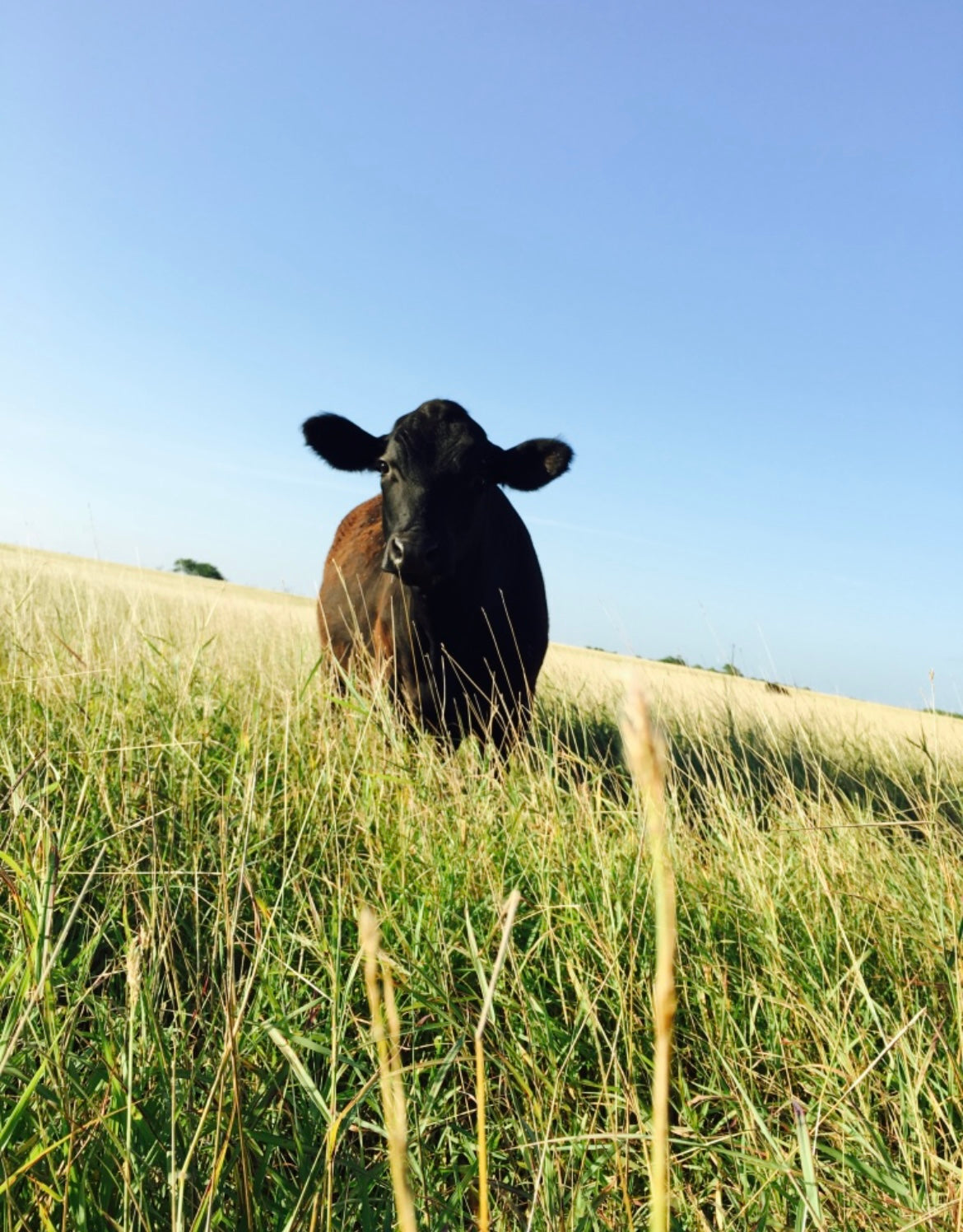 Grassfed Steer Deposit + Custom Cut Sheet