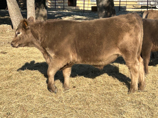 Cattle & Food System Consultations