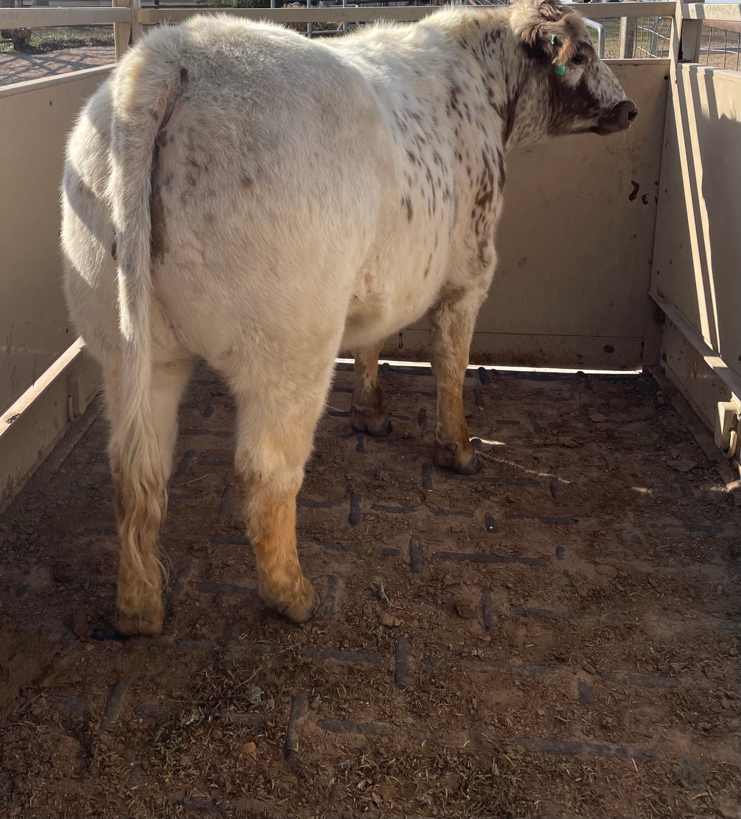Whole Steer (Grain Finished) Deposit