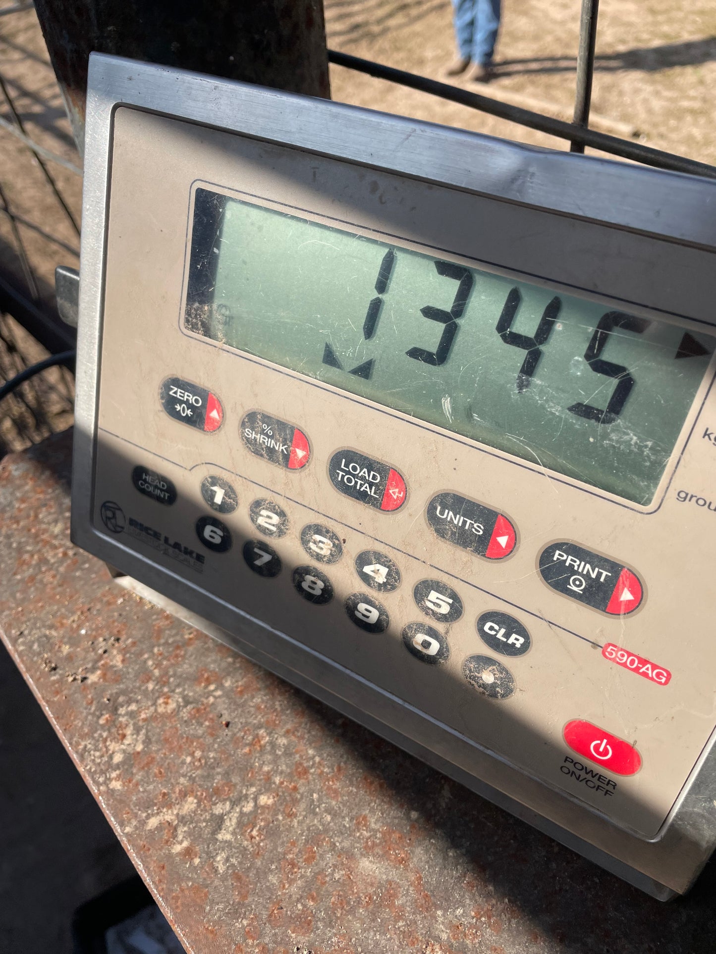 Whole Steer (Grain Finished) Deposit