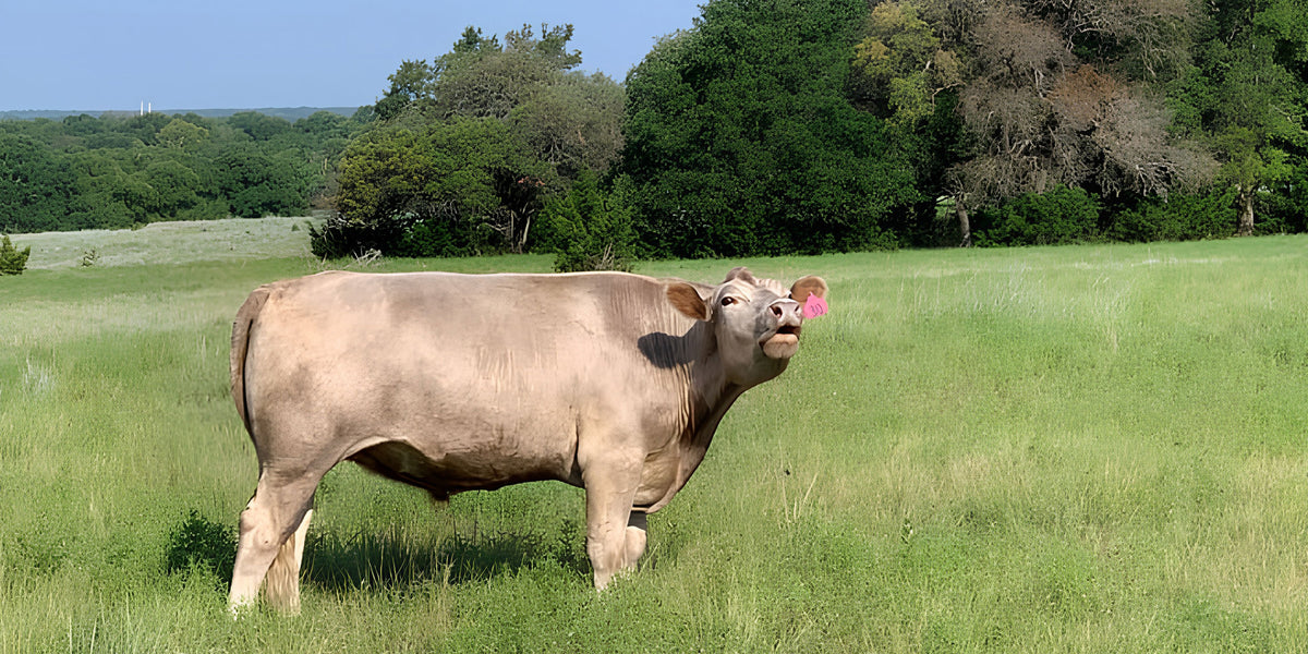 Grassfed Steer Reservation Fee + Custom Cut Sheet
